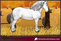Horse Color:White Spotted Liver Chestnut Frame Appaloosa 