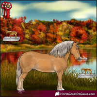 Horse Color:Palomino