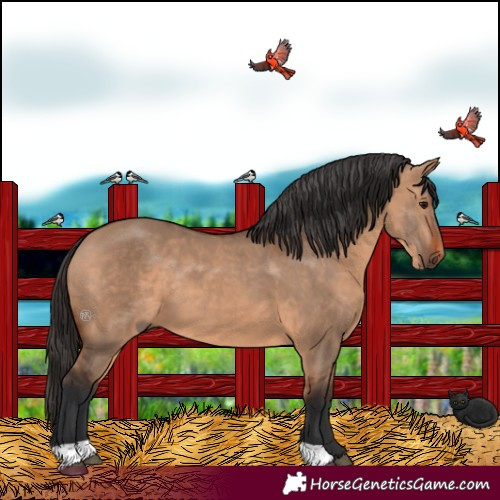 Horse Color:Bay Dun 