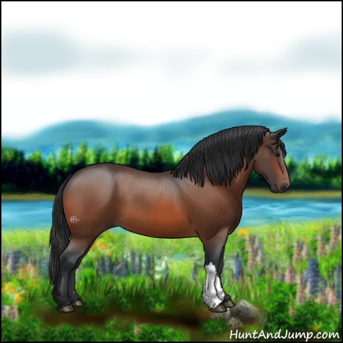 Horse Color:Bay 