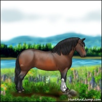 Horse Color:Bay 