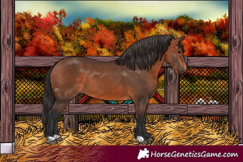 Horse Color:Bay 