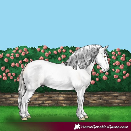 Horse Color:Gray Silver Buckskin Dun Splash Tobiano Frame 