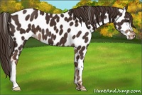 Horse Color:Liver Chestnut Appaloosa 