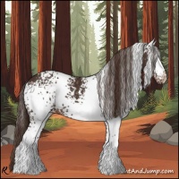 Horse Color:White Spotted Liver Chestnut 