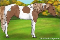 Horse Color:Chestnut Tobiano 