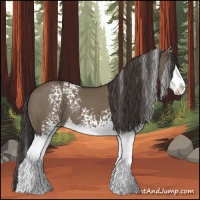Horse Color:White Spotted Smoky Grullo Splash Rabicano
