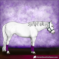 Horse Color:Gray Bay Roan Dun Tobiano