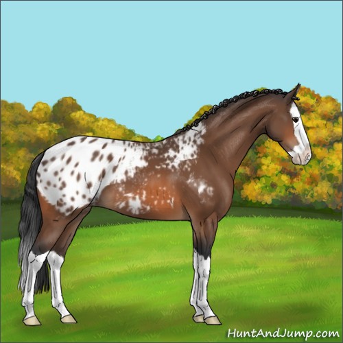 Horse Color:Bay Splash Blanket 