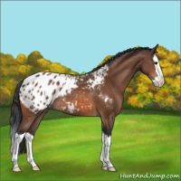 Horse Color:Bay Splash Blanket 