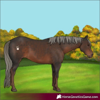 Horse Color:Liver Chestnut Mushroom 
