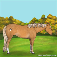 Horse Color:Palomino Tobiano 