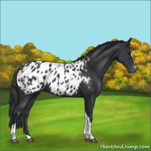 Horse Color:Black Sabino Tobiano Blanket 