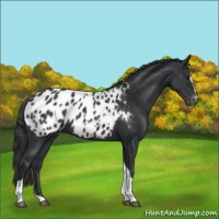 Horse Color:Black Sabino Tobiano Blanket 