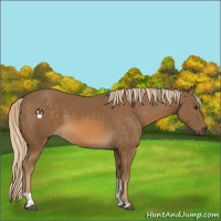 Horse Color:Chocolate Palomino Tobiano 