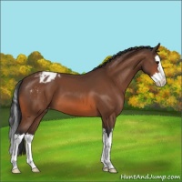 Horse Color:Bay Sabino Splash Varnish 