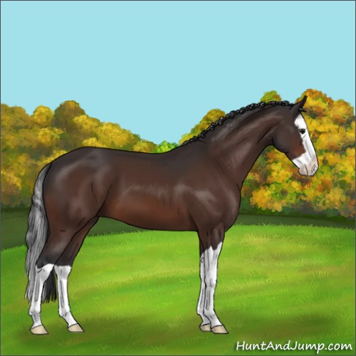 Horse Color:Brown Splash 