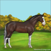 Horse Color:Brown Splash