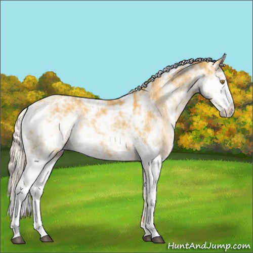 Horse Color:Palomino Sabino 