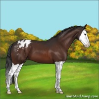 Horse Color:Bay Splash Appaloosa