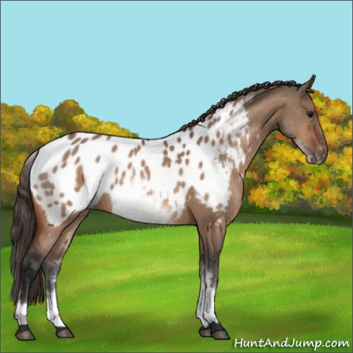 Horse Color:White Spotted Bay Dun Appaloosa 