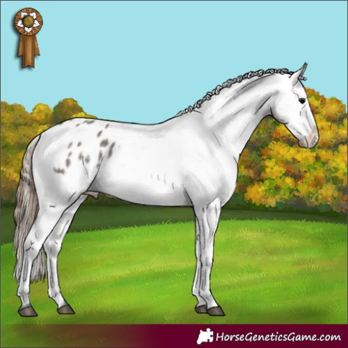 Horse Color:Grullo Appaloosa Rabicano 
