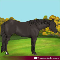 Horse Color:Liver Chestnut 