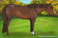 Horse Color:Liver Chestnut 