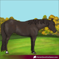 Horse Color:Liver Chestnut 