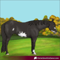 Horse Color:Liver Chestnut Frame