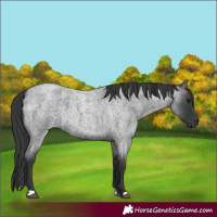 Horse Color:Blue Roan 