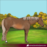 Horse Color:Chocolate Palomino 