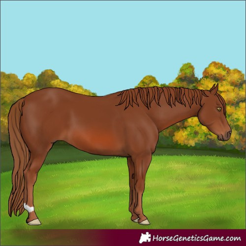 Horse Color:Chestnut 