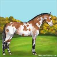 Horse Color:White Spotted Bay Splash