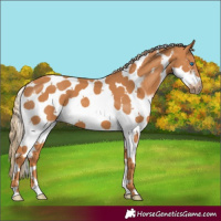 Horse Color:Chestnut Splash Tobiano Frame 