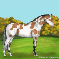 Horse Color:White Spotted Bay Splash Frame