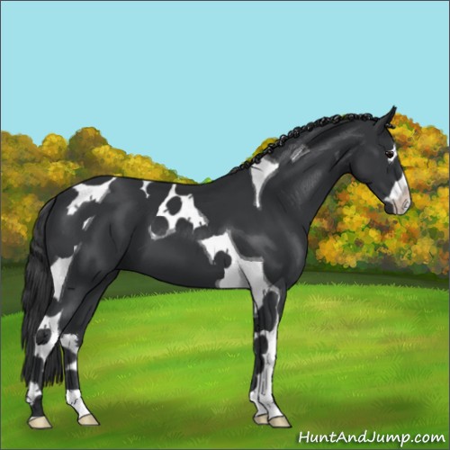 Horse Color:Black Splash Tobiano 