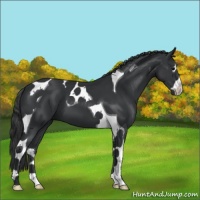 Horse Color:Black Splash Tobiano 