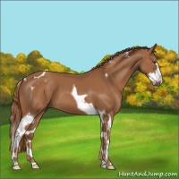 Horse Color:Chestnut Splash Tobiano
