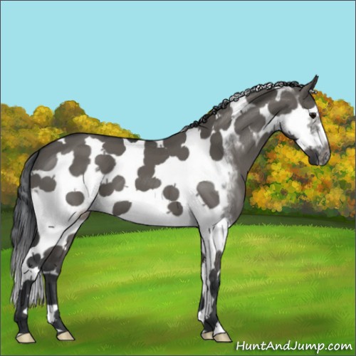 Horse Color:Grullo Splash Tobiano Frame 