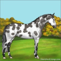 Horse Color:Grullo Splash Tobiano Frame