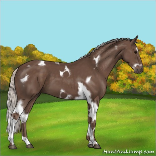 Horse Color:Silver Black Splash Tobiano Frame 