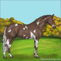 Horse Color:Silver Black Splash Tobiano Frame
