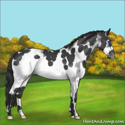 Horse Color:White Spotted Black Splash Frame Appaloosa 
