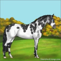 Horse Color:White Spotted Black Splash Frame Appaloosa