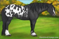 Horse Color:Black Sabino Appaloosa 
