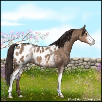 Horse Color:White Spotted Liver Red Dun Near Leopard 