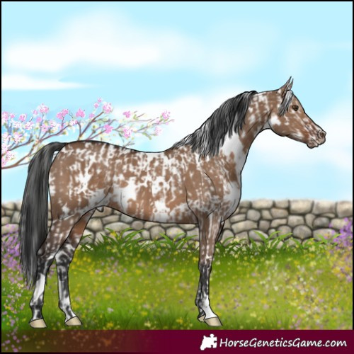 Horse Color:White Spotted Liver Red Dun Near Leopard and White Spotted Liver Red Dun