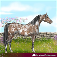 Horse Color:White Spotted Liver Red Dun Near Leopard  and White Spotted Liver Red Dun 