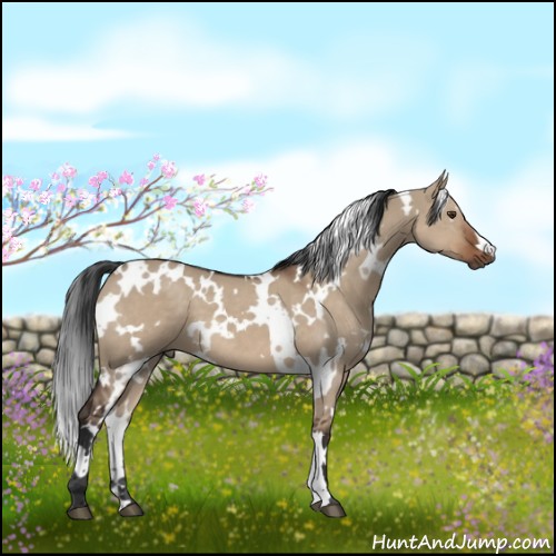 Horse Color:White Spotted Liver Red Dun 